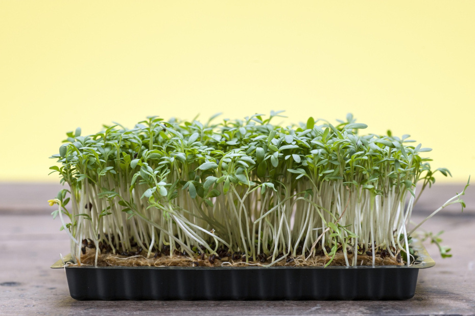    Klaus Wagenhäuser/imageBROKER.com/Global Look Press