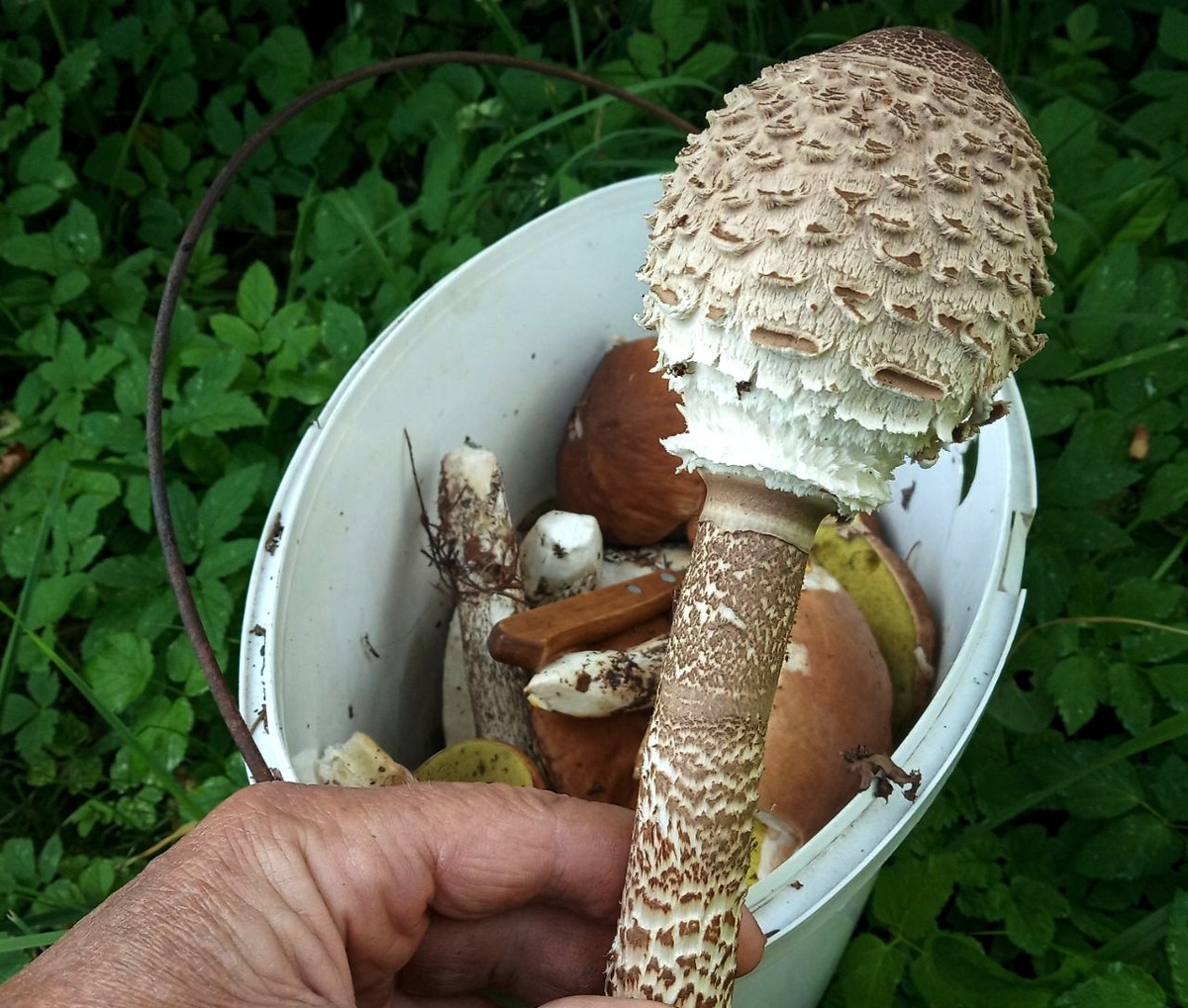 Брать или не брать - для деревенского деда такой вопрос не стоит! Фото из личного архива автора.