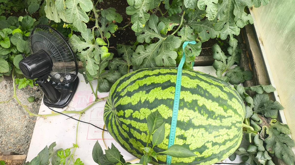     Гигантский арбуз весом более 50 кг вырастил в своей теплице житель Лесосибирска
