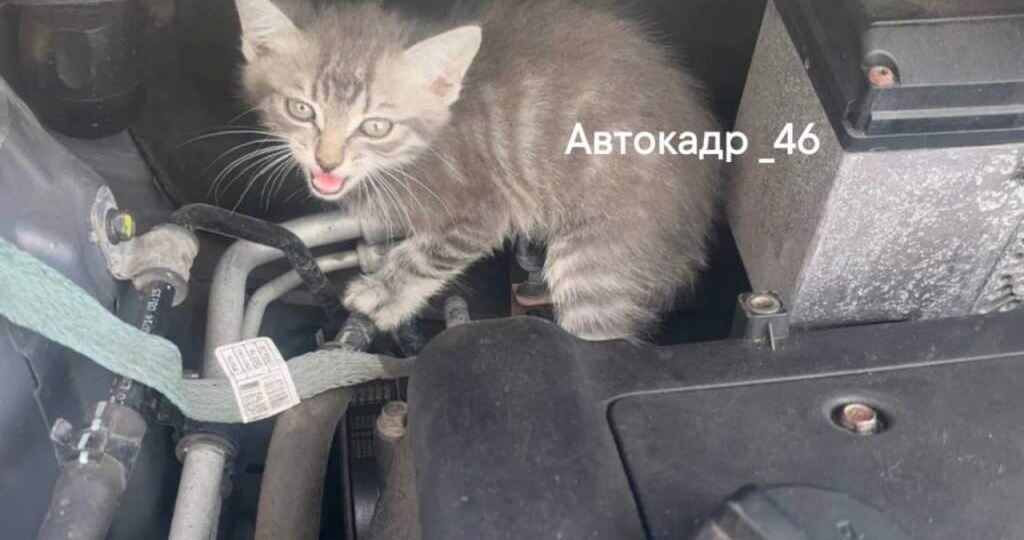 Курянка нашла под капотом ее автомобиля замерзшего котенка