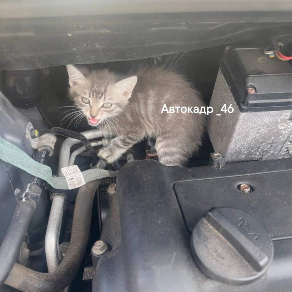    Фото: «Автокадр_46»