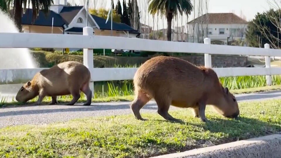 Фото: © Кадр из программы "Загадки человечества", РЕН ТВ