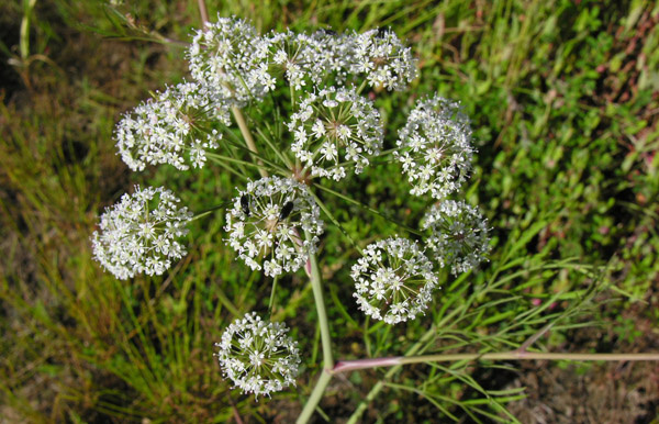 На фото Вячеслава Баркалова: вех ядовитый