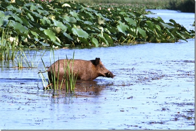 Фото с просторов интернета. Кабан в лотосе 