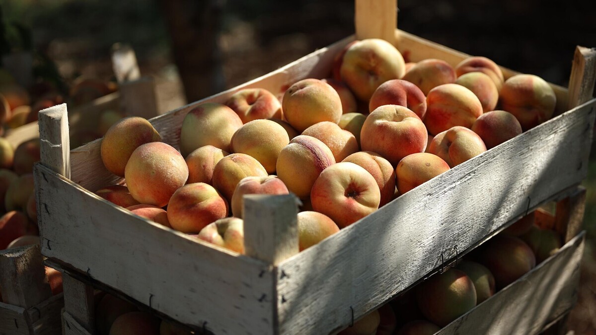 © Sputnik / Виталий Тимкив
