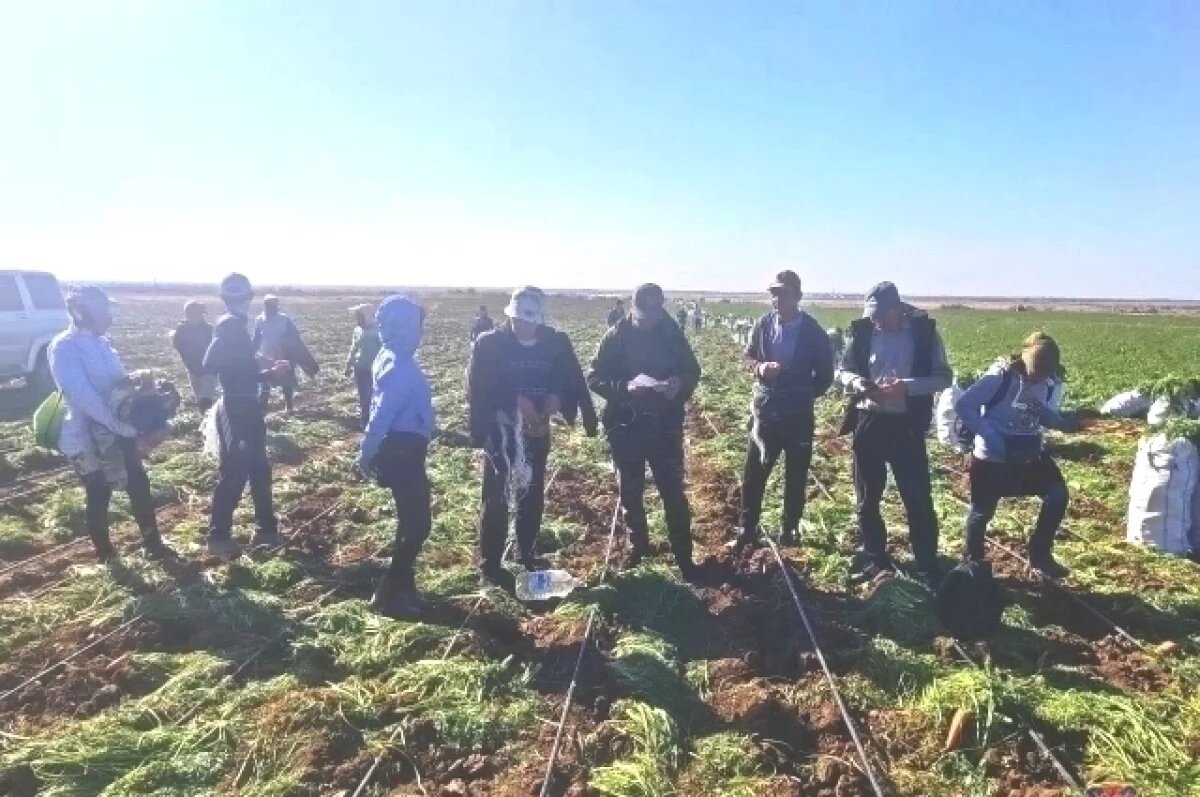    Работающих в регионе иностранцев пересчитал Волгоградстат