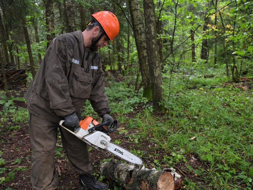    Фото: Комитет лесного хозяйства Московской области