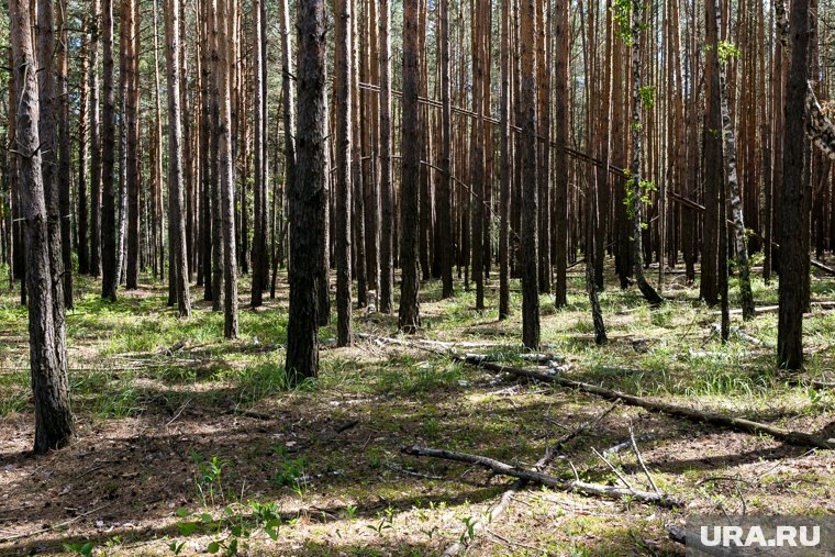  Суд в Челябинске разрешил строительство рядом с городским бором   📷
