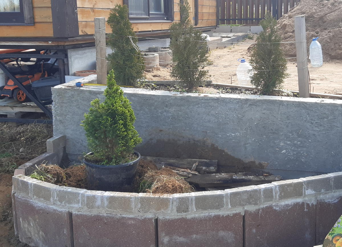 Пересадка коники середина мая 2025 г