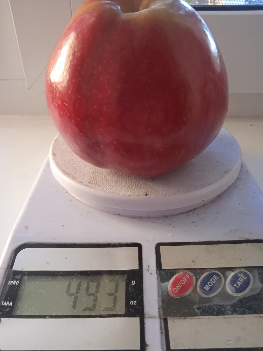 Сорт Подарок Графскому 