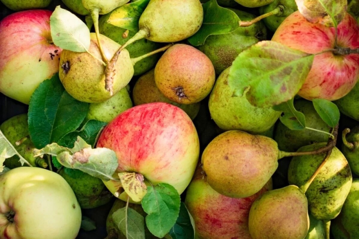    К сожалению, большая часть опавших яблок и груш оказывается с сильными повреждениями, подгнившими. Такие плоды можно только утилизировать.