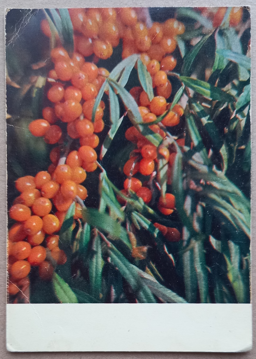 1969 г.. Фото И. Ривиной. "Облепиха". Издательство "Правда". Тираж 500 000 экз.. Из коллекции автора.