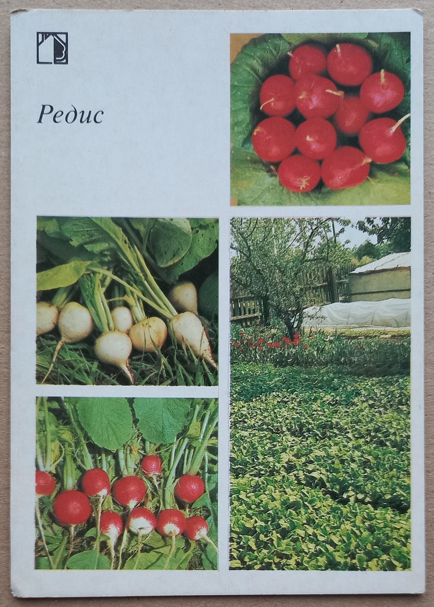 1985 г.. Фото П. Истомина. "Редис". Издательство "Планета". Тираж 1,6 млн. Из коллекции автора.