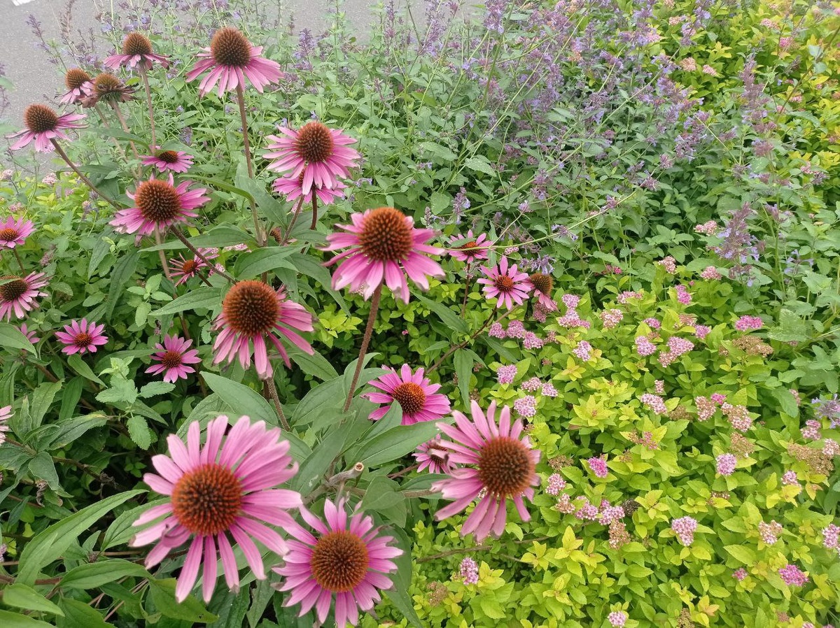 Цветы в парке.