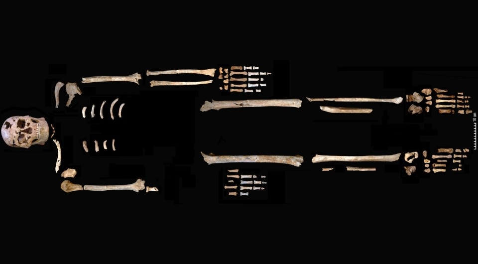  Christopher Stimpson et al. / Proceedings of the Royal Society B: Biological Sciences, 2025
