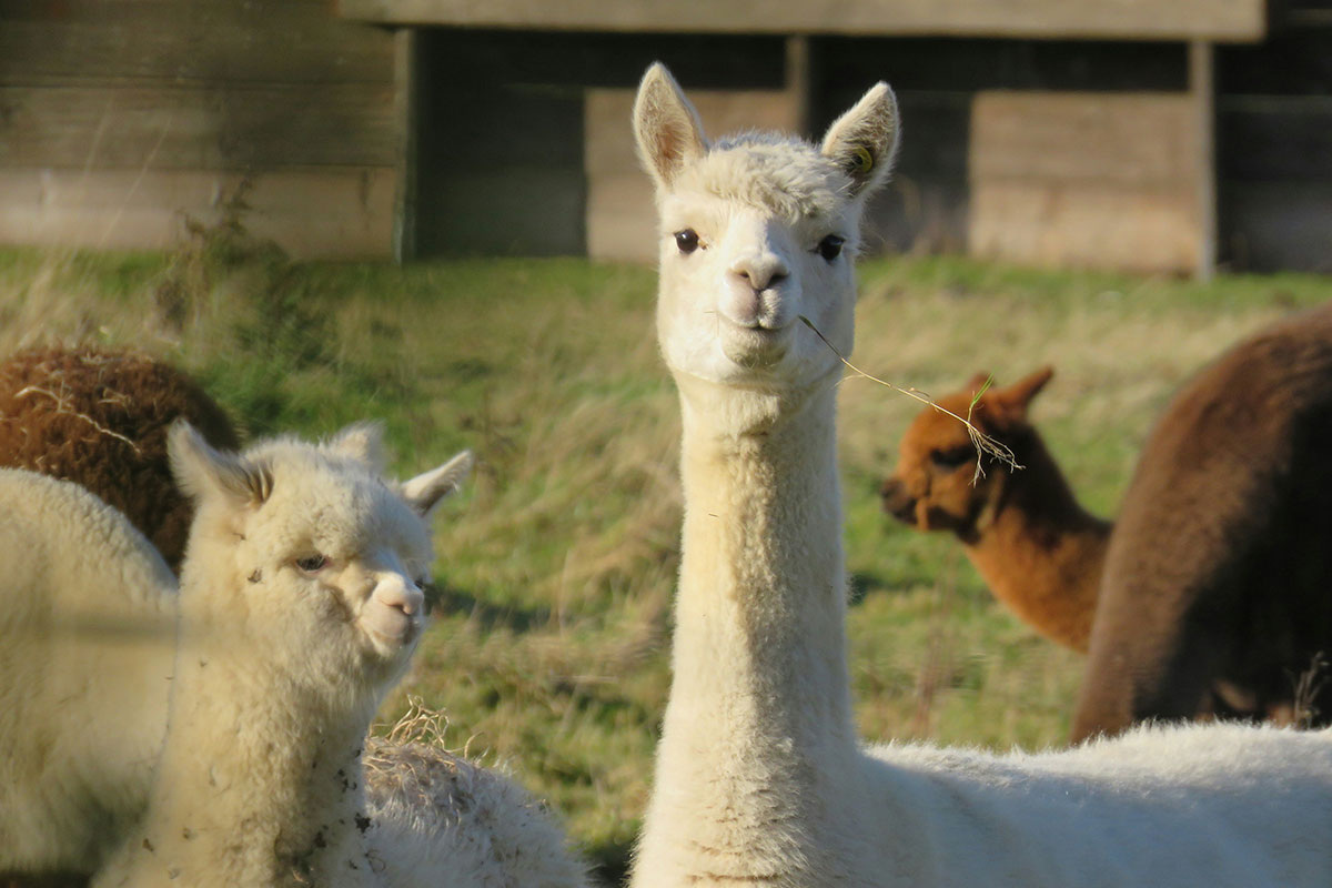    Фото: Chris / Unsplash.com