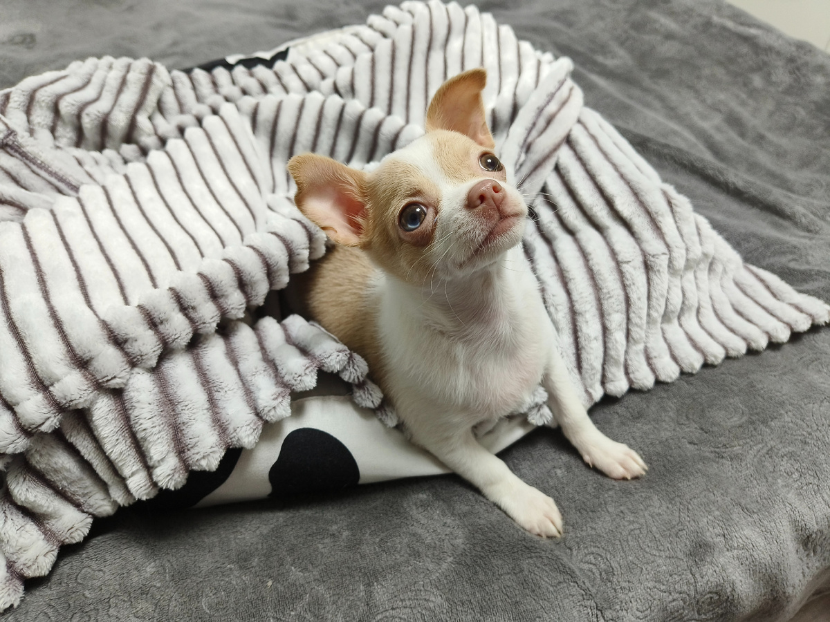 Артикул пледа на WB - 299471953