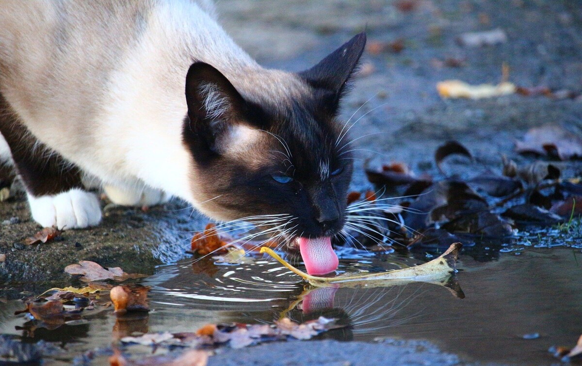 Картинки Яндекс
