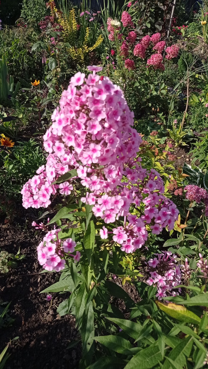 У тёти много цветов, вот фотографии.