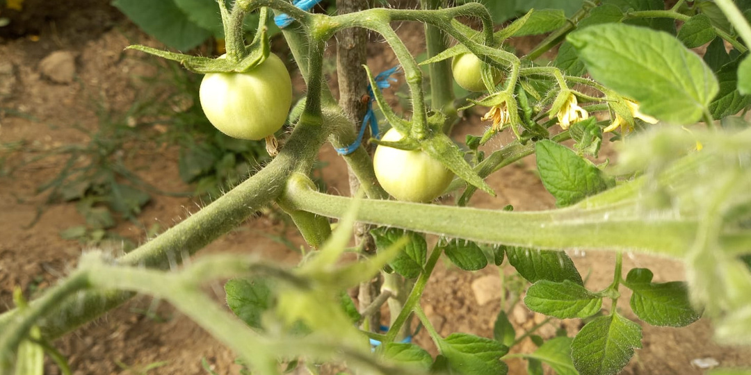 Бросил выращивать 5 популярных сортов томатов после фиаско. Делюсь списком их скрытых недостатков