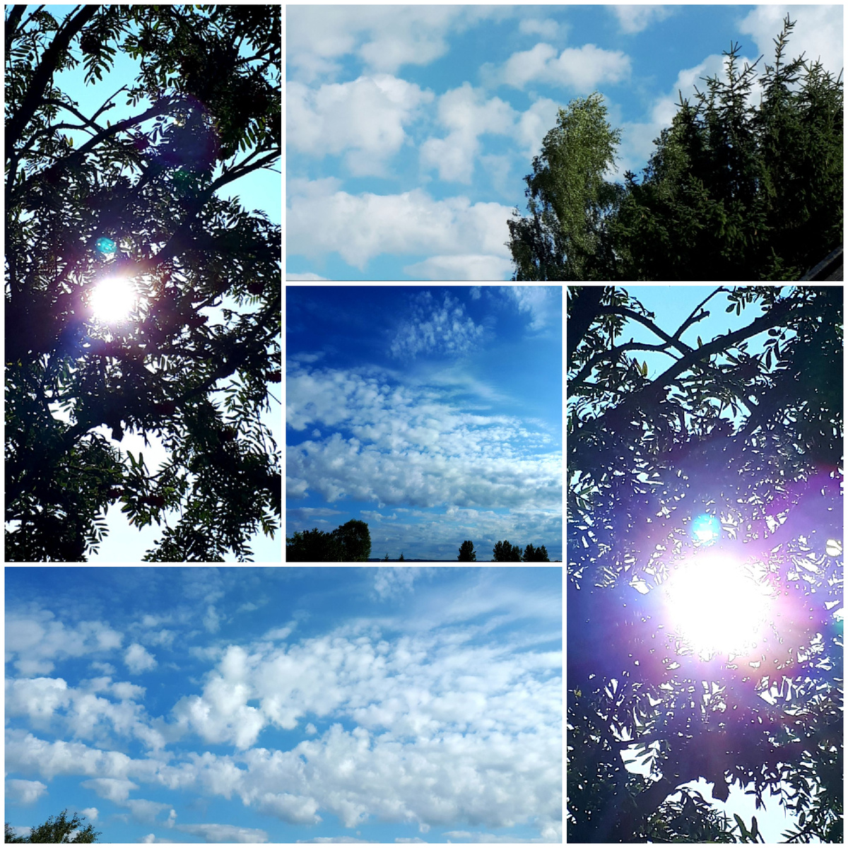 Коллаж автора 28.08.2025г.