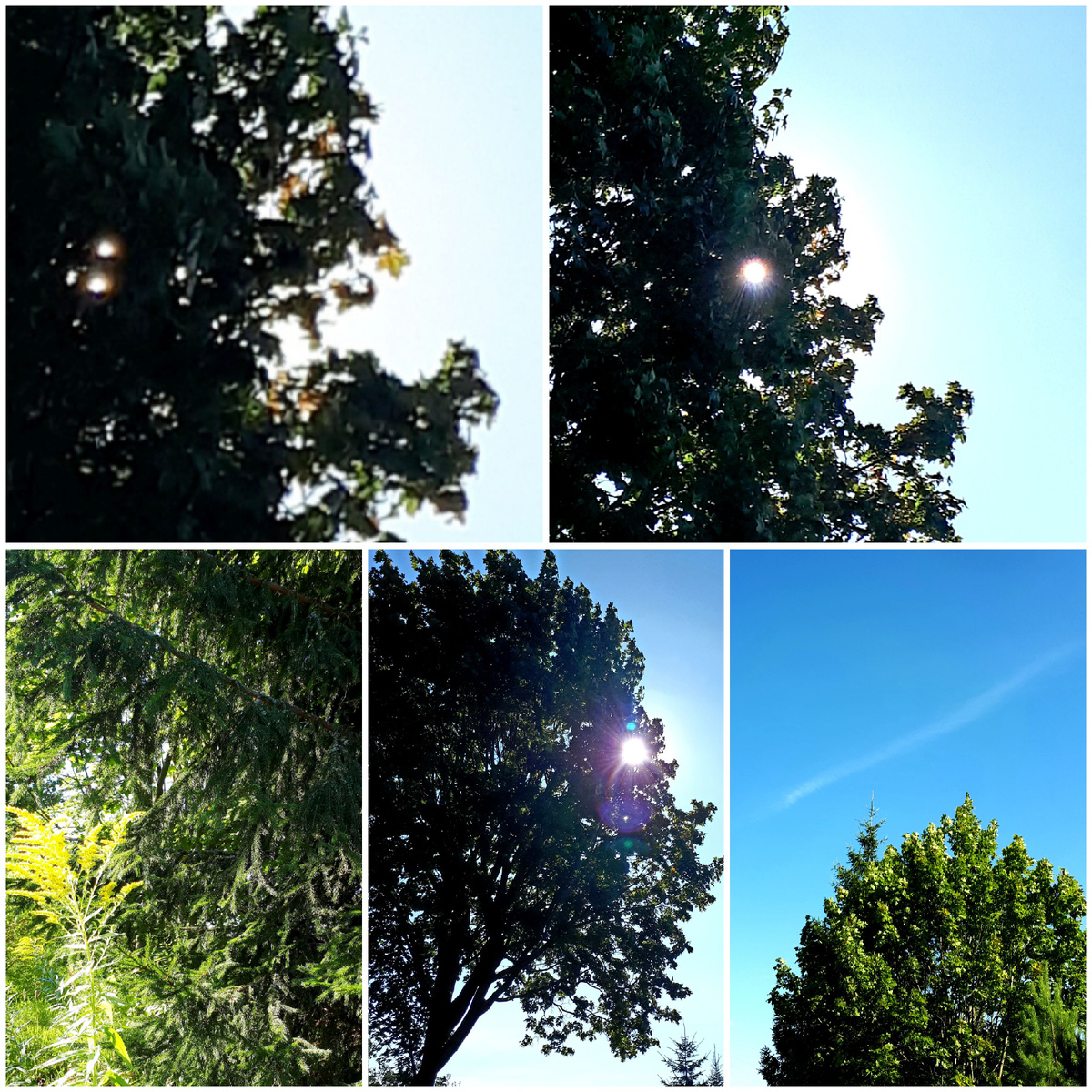 Коллаж автора 28.08.2025г.