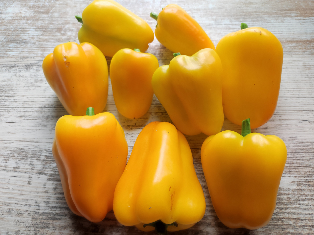 Фото автора, урожай сладкого перца сорта Оранж Белл, август 2025 года