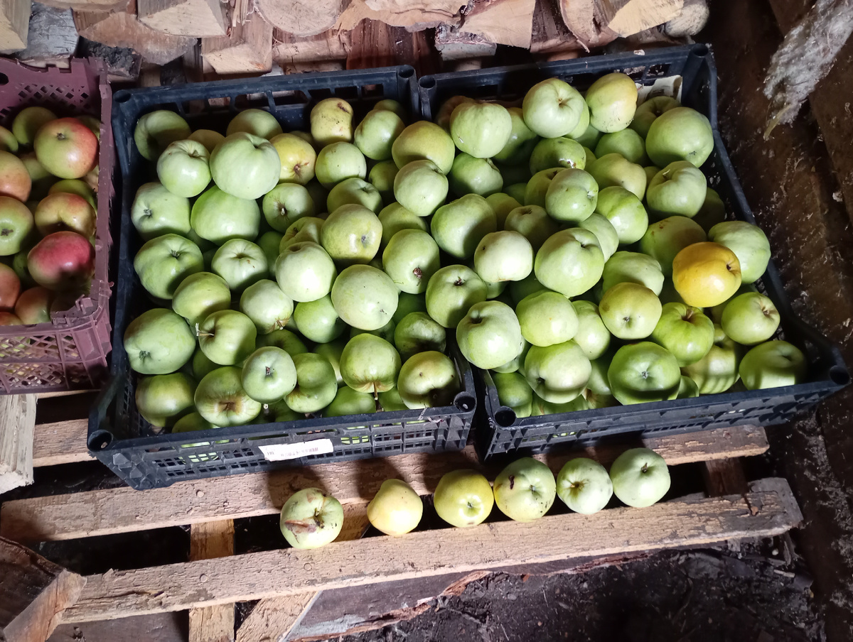Яблоки фото автора.