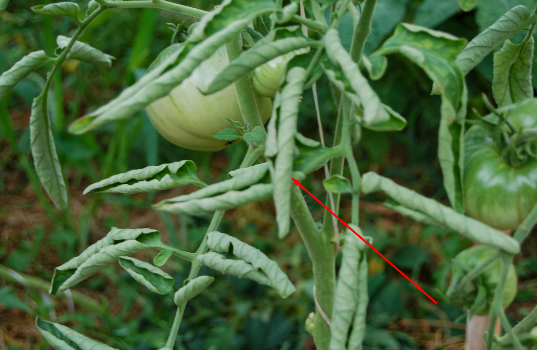 Почему скручиваются листья у томатов