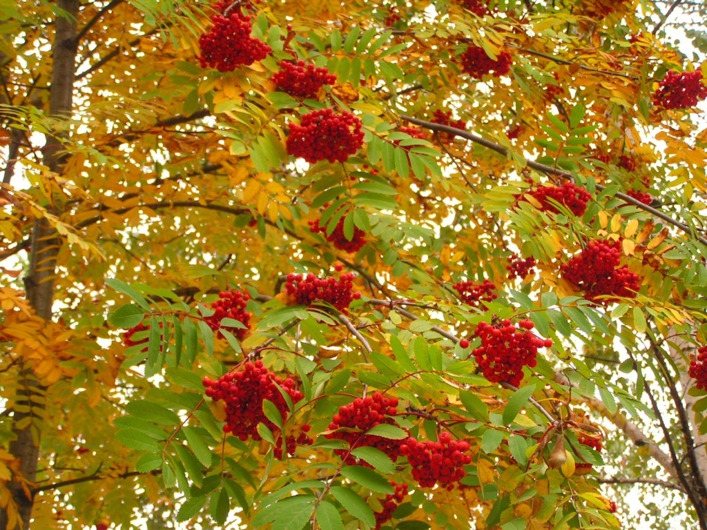 Посвящается Марине Цветаевой