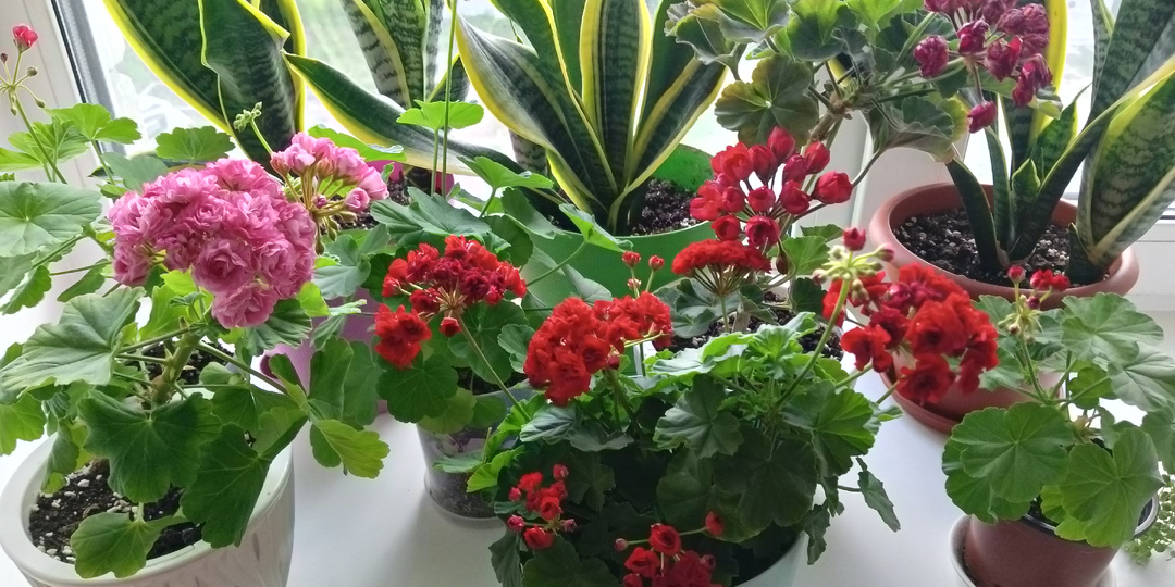 Наращивание цветоносов на Пеларгонии Герани