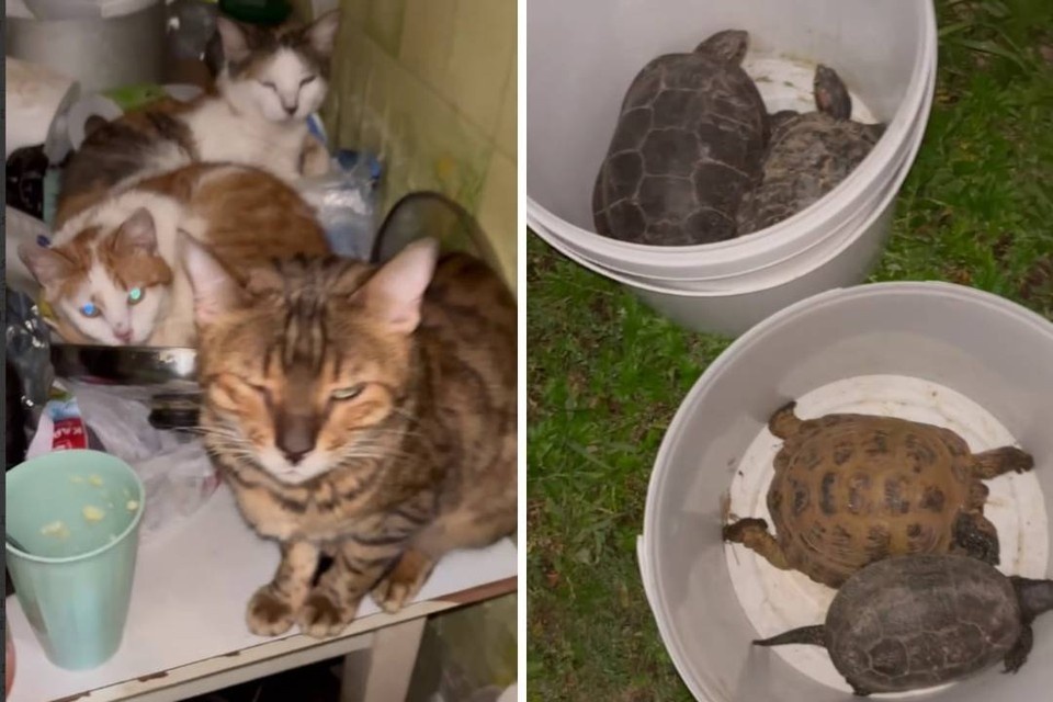    В доме женщины кошки сидят прямо на столе, а черепахи - в ведрах без воды. Фото: "Зоопатруль НН"