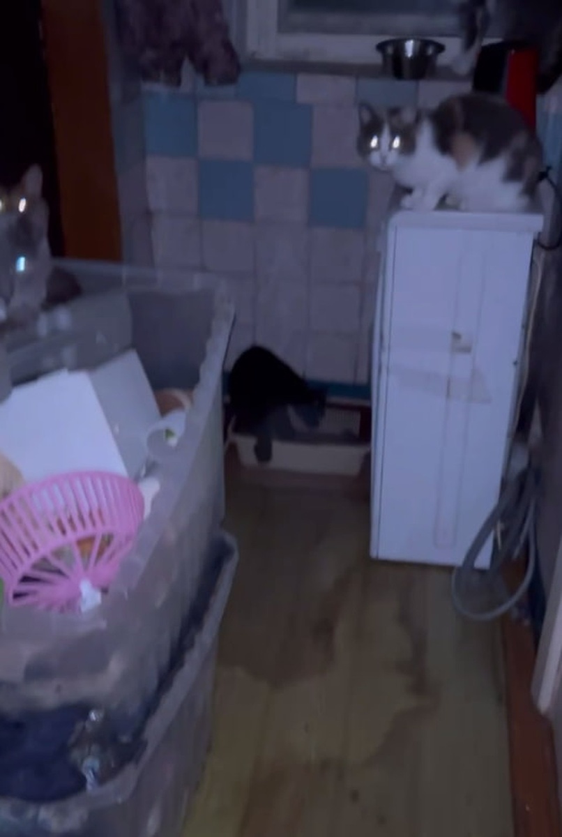    Весь пол пропитан отходами деятельности животных,в доме страшно воняет. Фото: "Зоопатруль НН".