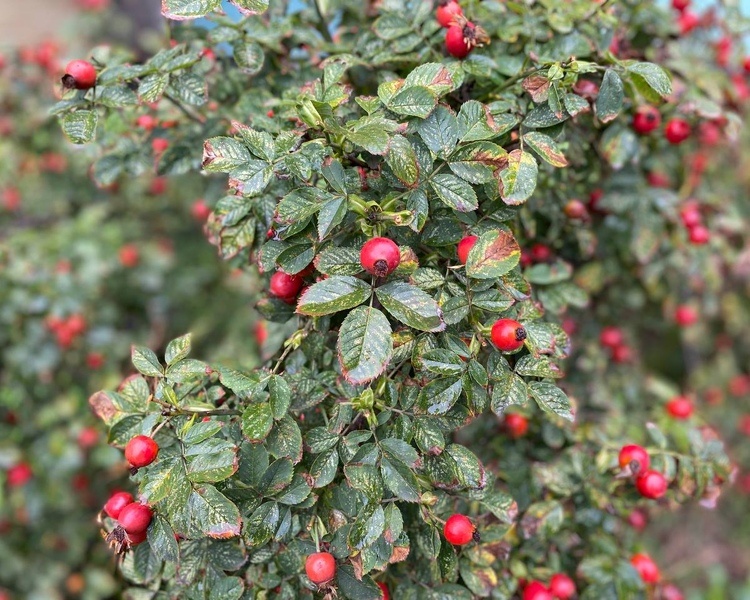     В Курской области 29 августа ожидается потепление до +28 градусов