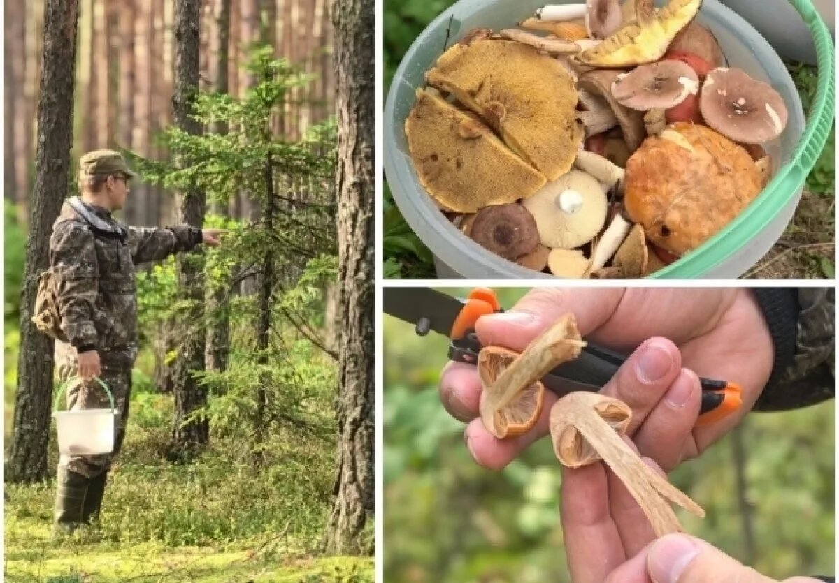    Правила «тихой охоты».