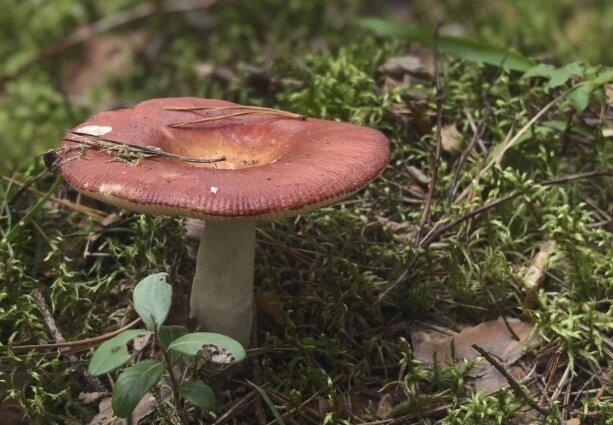    Сыроежек довольно много, среди них есть несъедобные жгучеедки. Фото: АиФ/ Анастасия Григорьева