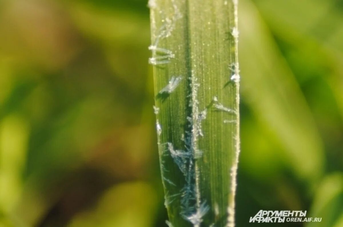    В последние дни августа в Оренбуржье местами по области ожидаются заморозки на поверхности почвы.