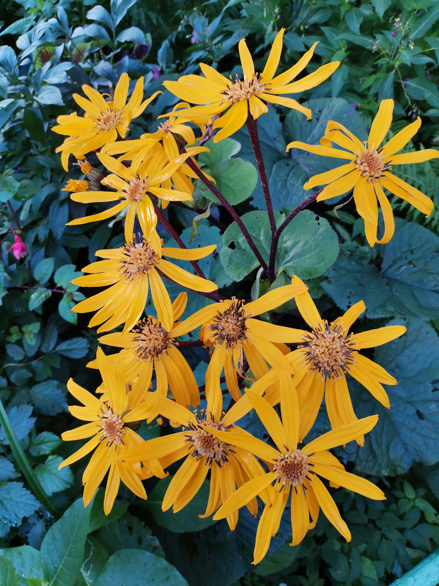 Двенадцать цветов на двенадцати стеблях, выходят из одного ствола и питаются одним корнем...