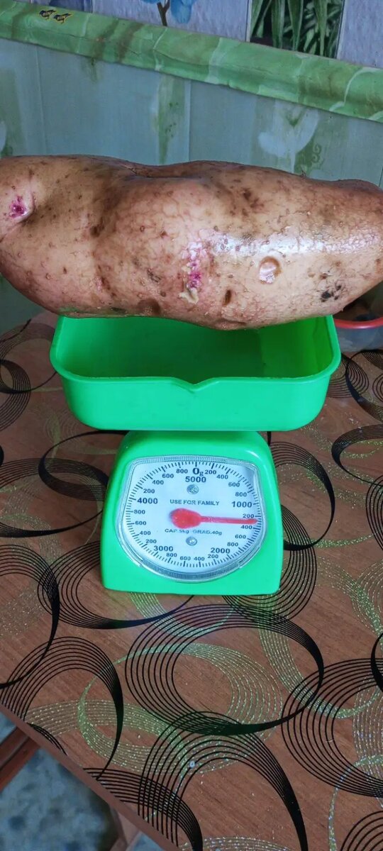 Вот...И я не думаю, что такие экземпляры крупные там в Чарыше такая уж большая редкость.