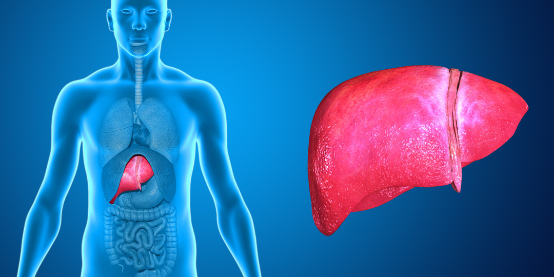 Как кишечник подсказывает о болезни печени