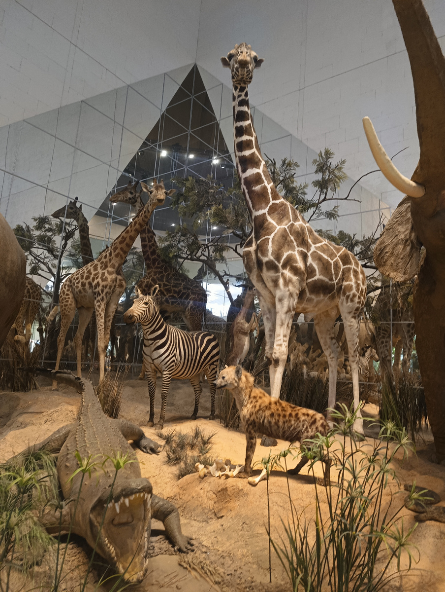 Экспозиция на первом этаже основного здания Дарвинского музея