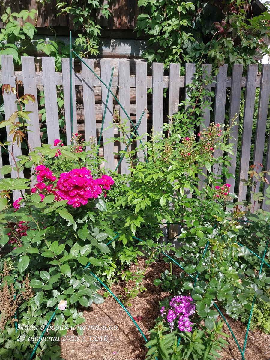 Вид куста спереди 