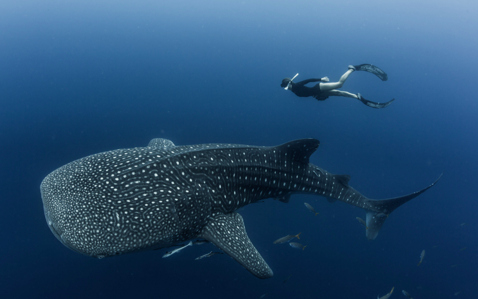 Китовая акула