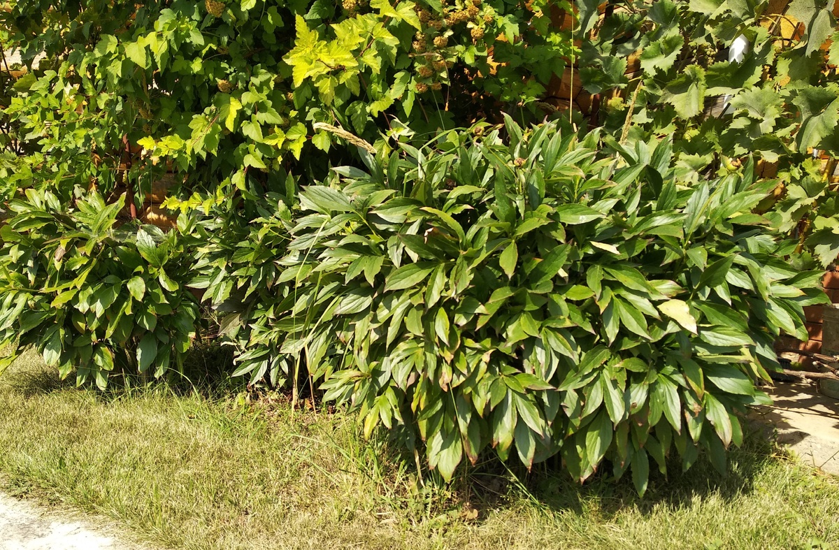    Пионы осенью. Фото автора