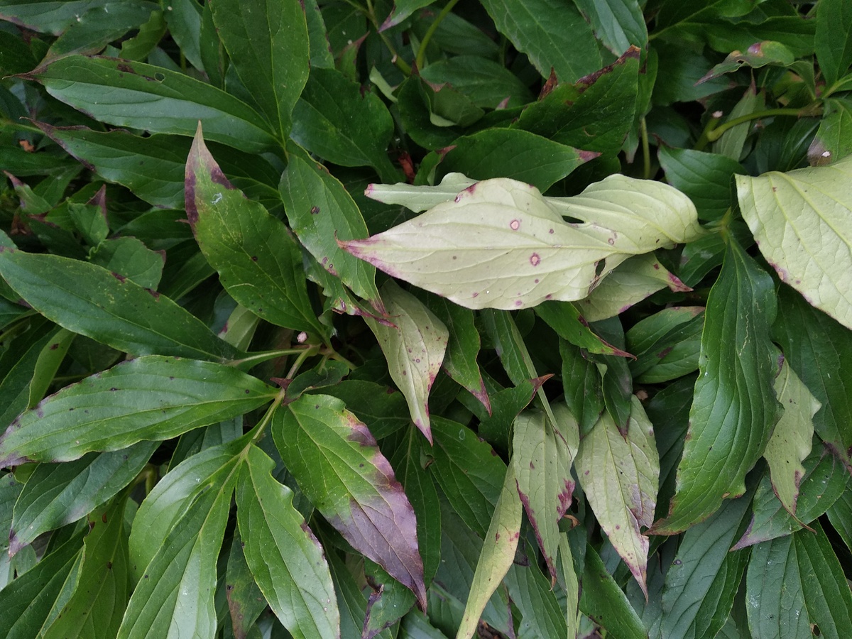    Если пион болен, вначале следует подлечить его. Фото автора