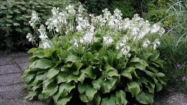 Hosta plantaginea