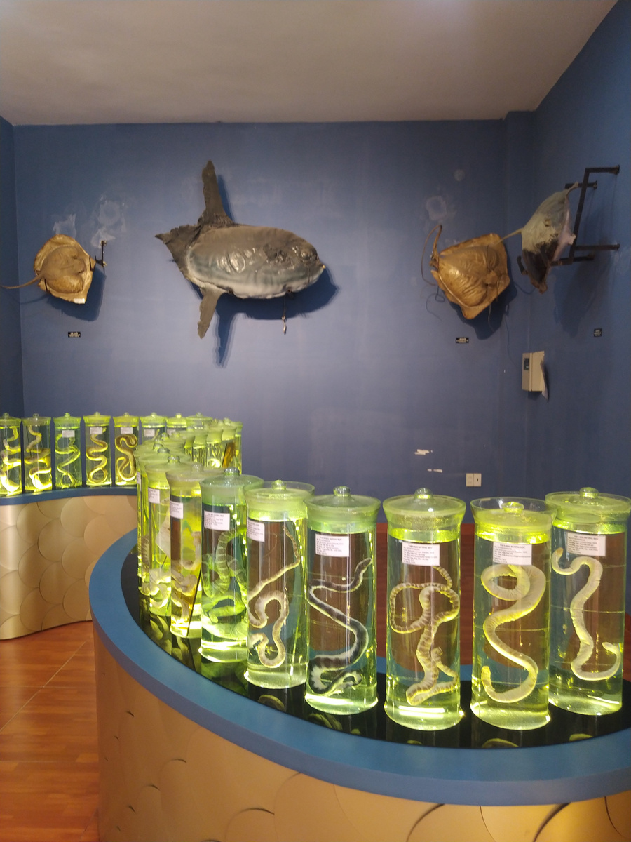 Неживые экспонаты Музея океанографии в Нячанге