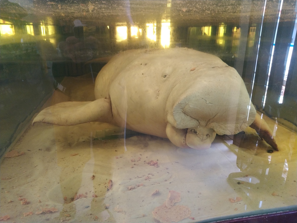 Неживые экспонаты Музея океанографии в Нячанге