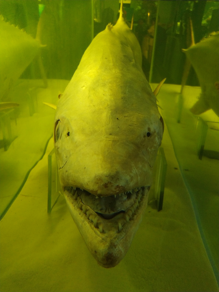 Неживые экспонаты Музея океанографии в Нячанге