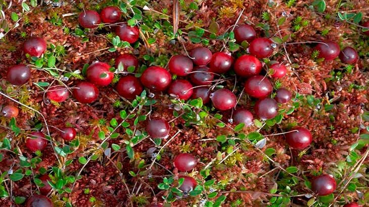 Клюква вечнозелёное растение.